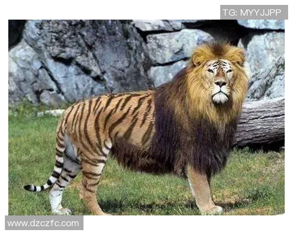 足球明星与宠物老虎的奇妙生活揭秘,探寻他们的深厚情谊与共同冒险 足球明星与宠物老虎的奇妙生活揭秘,探寻他们的深厚情谊与共同冒险